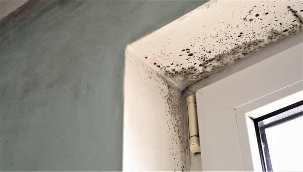 Best Mold Damage Restoration  in Town N Country, FL