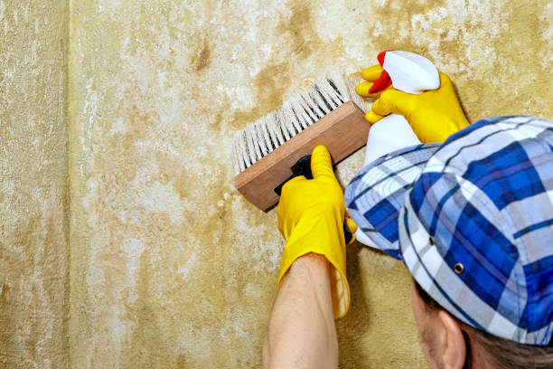 Trusted Town N Country, FL Mold Removal Experts