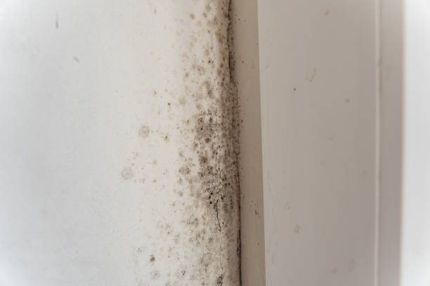 Mold Odor Removal Services in Town N Country, FL