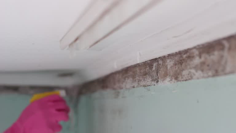 Best Water Damage & Mold Remediation  in Town N Country, FL