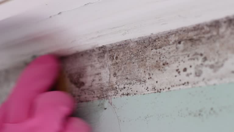 Best Industrial Mold Remediation  in Town N Country, FL